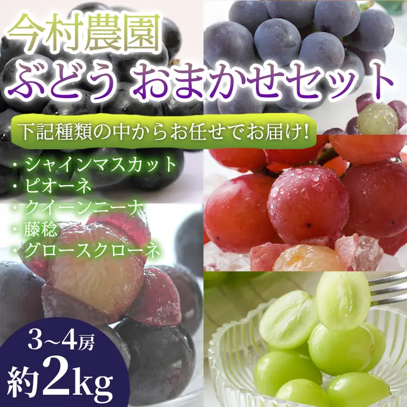 ぶどう詰合せ おまかせ 熊本県産 食べ比べ ぶどう詰合せ【3〜4房 約2kg】