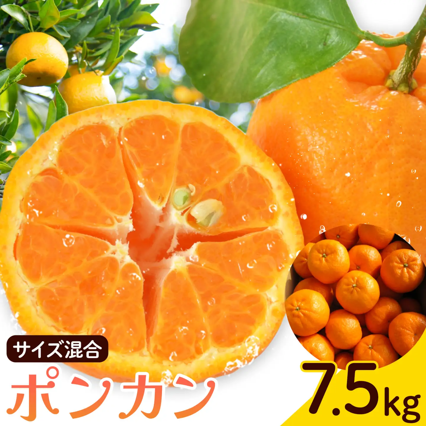 ポンカン サイズ混合 7.5kg エイワ商店