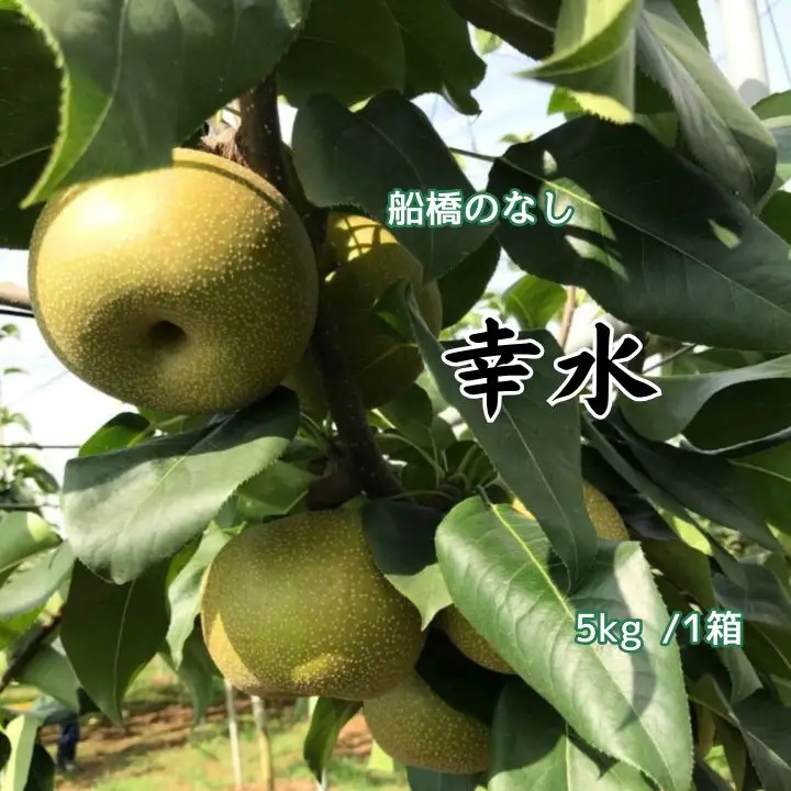 船橋のなし 幸水 5kg（大金園）