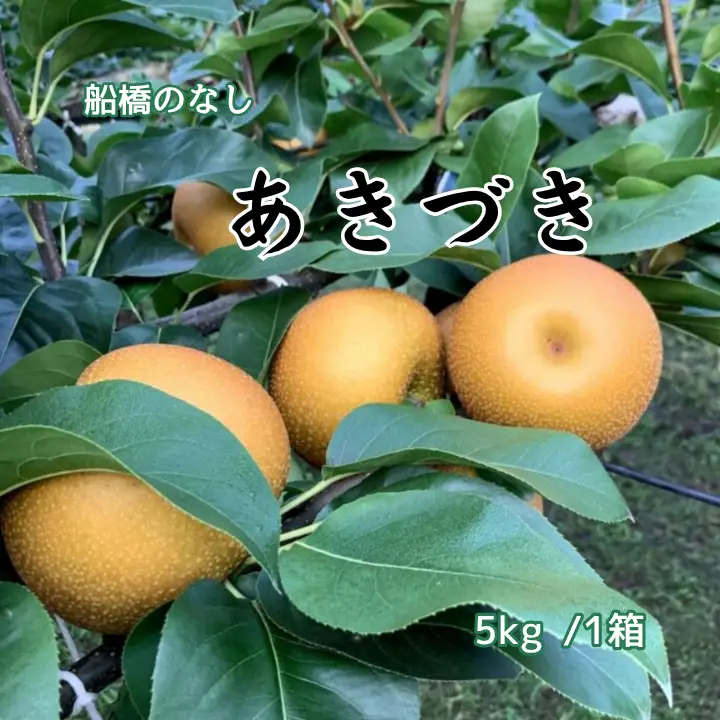 船橋のなし あきづき 5kg（大金園）