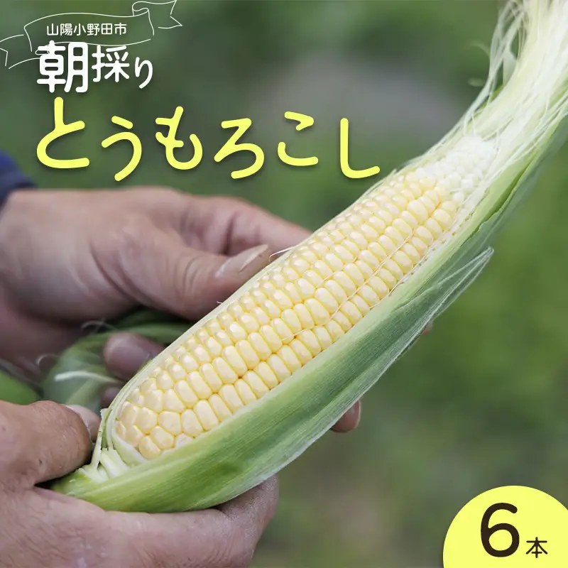 朝採り とうもろこし 6本