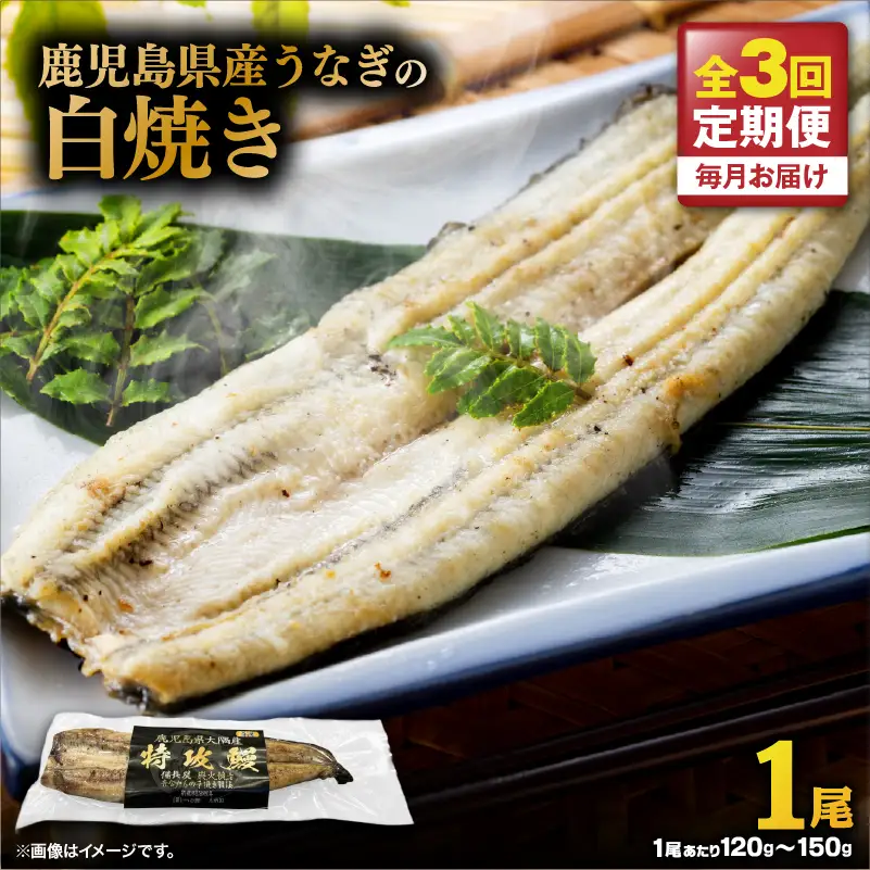 【 全3回 定期便 】 鹿児島県産 うなぎ の 白焼き 1尾 KN174-T06 定期 ウナギ 鰻 冷凍