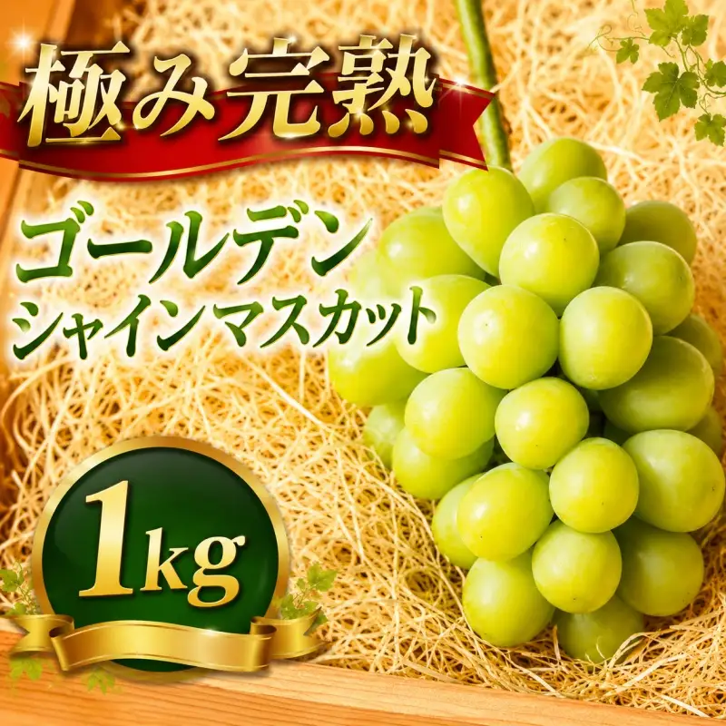 ゴールデン シャインマスカット【2026年先行予約】除草剤不使用 極み完熟 1kg以上(2~3房) ご家庭用   ぶどう シャインマスカット マスカット しゃいんますかっと 葡萄 くだもの 果物 農家直送 新鮮 種なし 皮ごと 岡山県 真庭市 【koko017-01】