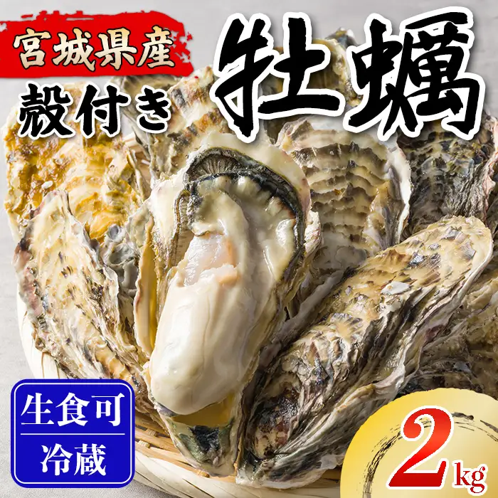 松島牡蠣屋 殻付き牡蠣（生食用） 2kg  生牡蠣 宮城県産 牡蛎 牡蠣 カキ オイスター カキフライ 牡蠣鍋 海鮮 国産 魚貝類 【菊地水産合同会社】tm745