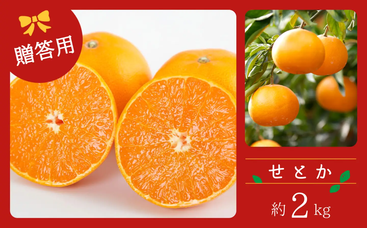 【先行受付】コウ果樹園の柑橘の大トロ　せとか約2kg YWTG030