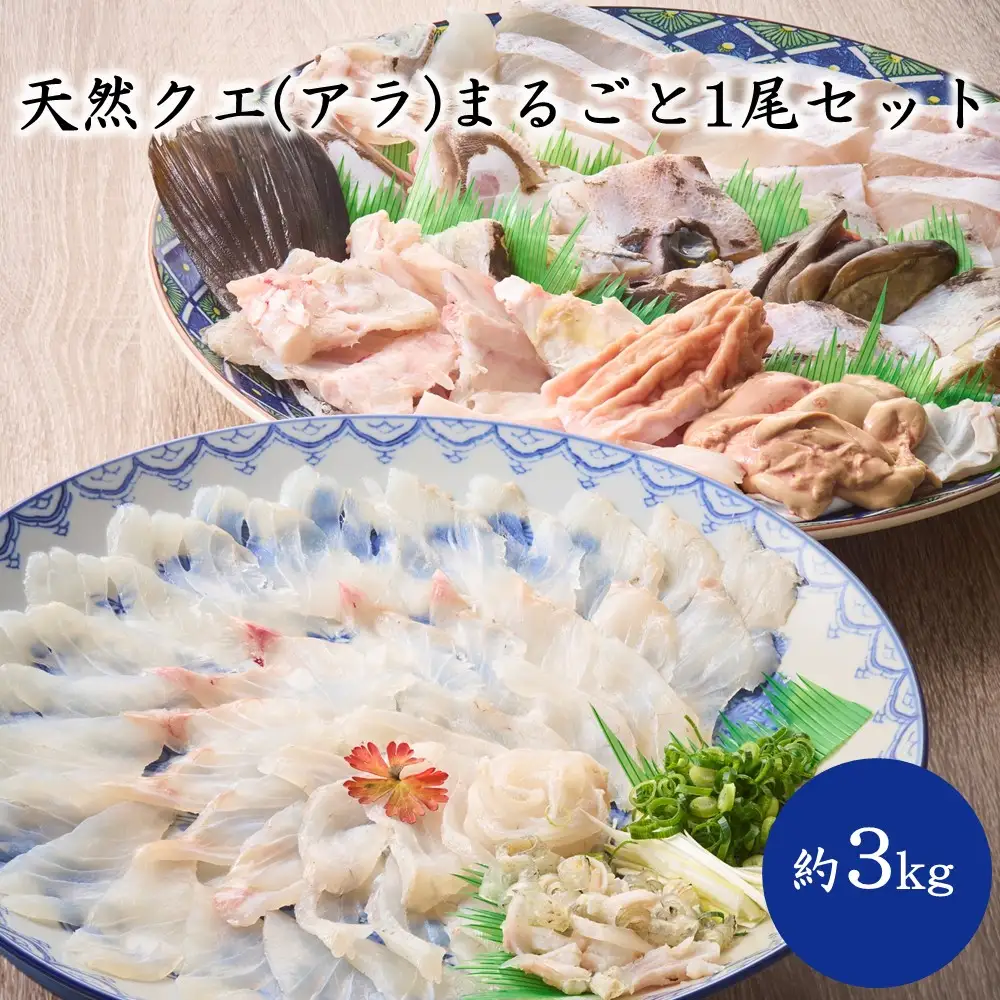 天然クエ（アラ）まるごと1尾セット（約3kg）【マルケイ水産】_HA2007 クエ くえ 天然 まるごと 刺身 鍋 贅沢 高級魚 福岡県宗像市 宗像市 福岡 宗像