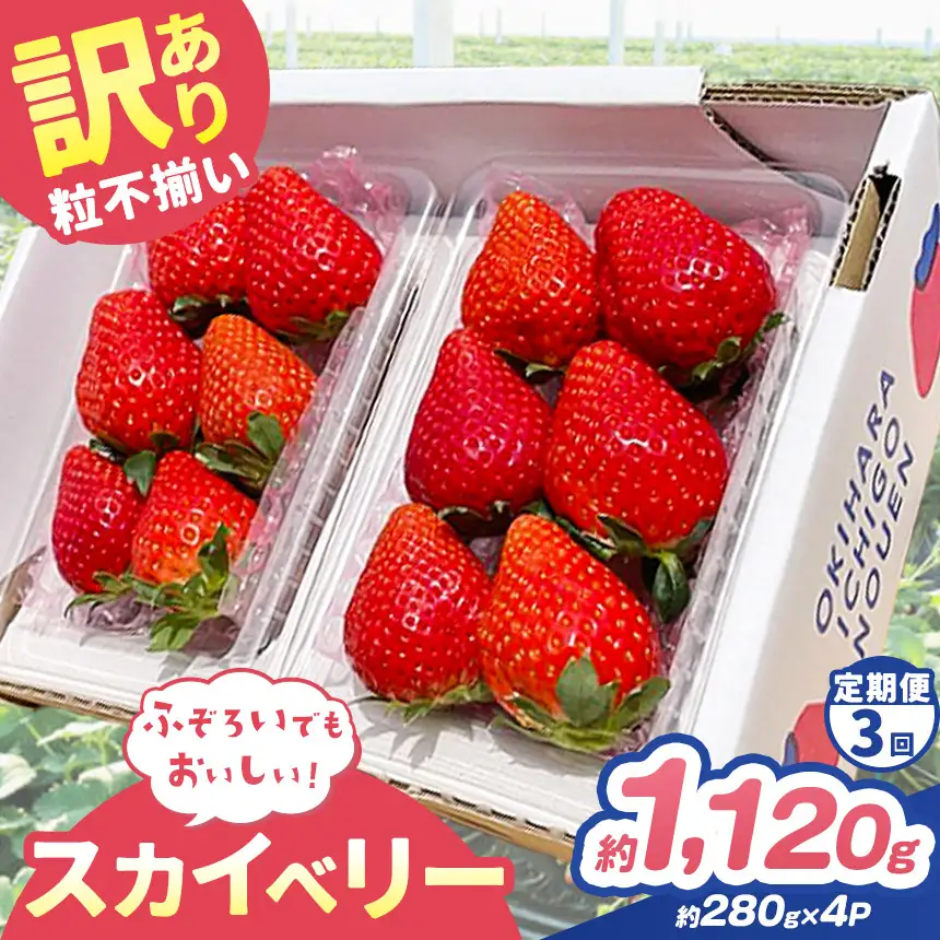 【定期便3回】訳あり 粒不揃い スカイベリー 1,120g (280g×4P)  | 栃木県 矢板市 澳原いちご農園