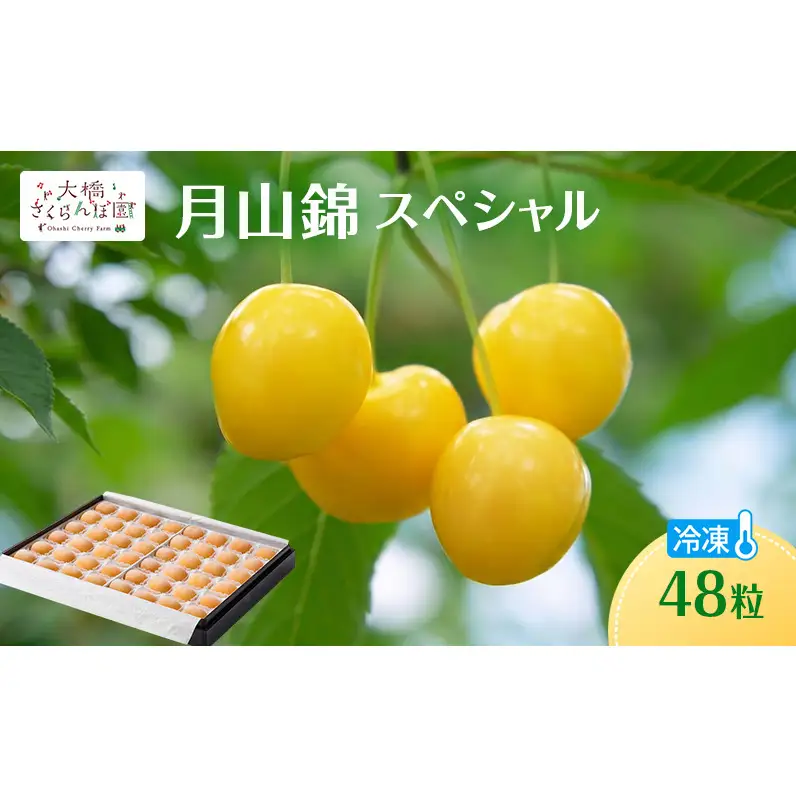 冷凍さくらんぼ 48粒 月山錦 冷凍 さくらんぼ