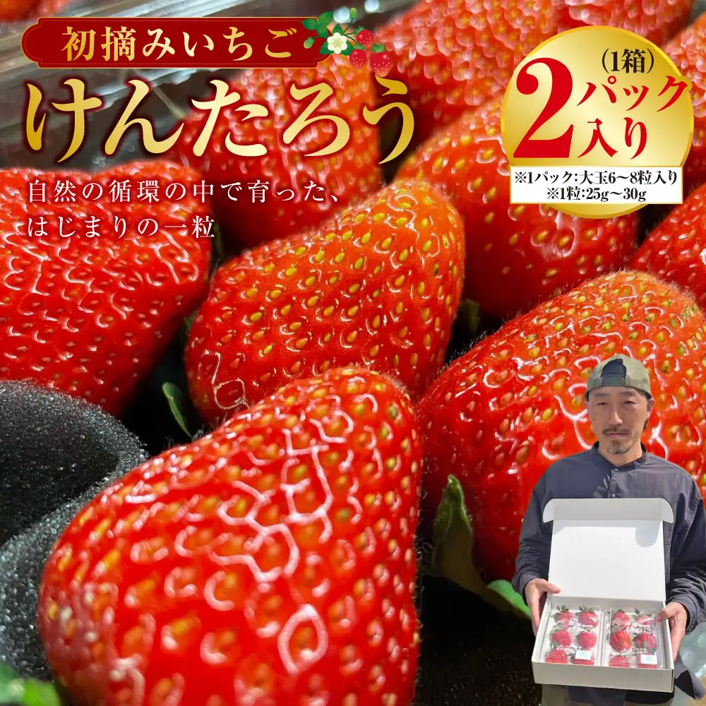 初摘みいちごけんたろう 自然の循環の中で育った、はじまりの一粒 1箱2パック入り いちご 苺 イチゴ フルーツ くだもの デザート 国産 北海道 豊浦町 【2027年5月上旬～6月上旬頃まで発送予定】