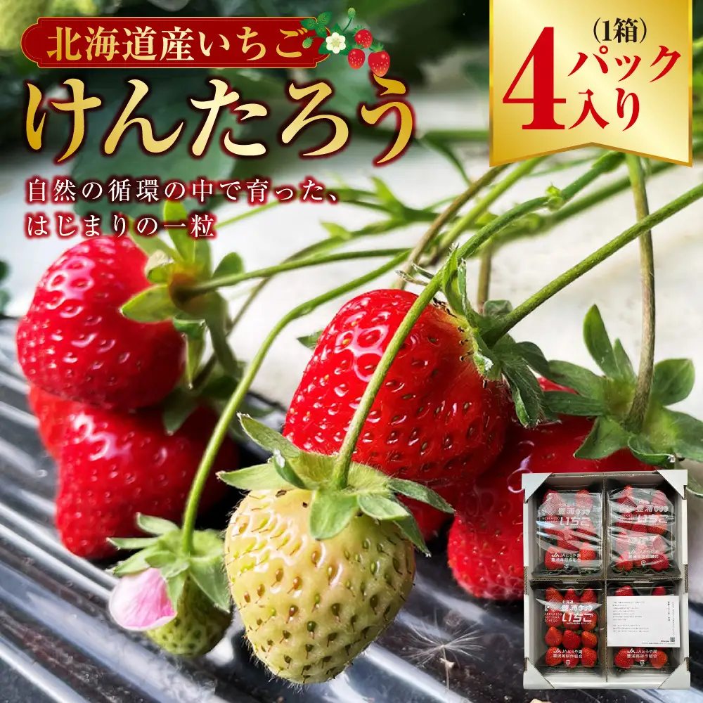 自然の循環の中で育ったいちごけんたろう 1箱4パック入り いちご 苺 イチゴ フルーツ くだもの デザート 国産 北海道 豊浦町 【2027年5月上旬～6月下旬頃まで発送予定】