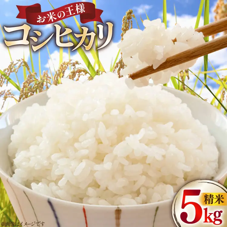 米 コシヒカリ 令和7年産 5kg