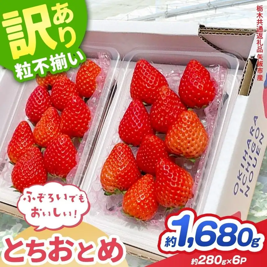 【先行予約】訳あり いちご とちおとめ 約 280g × 6P 栃木県共通返礼品