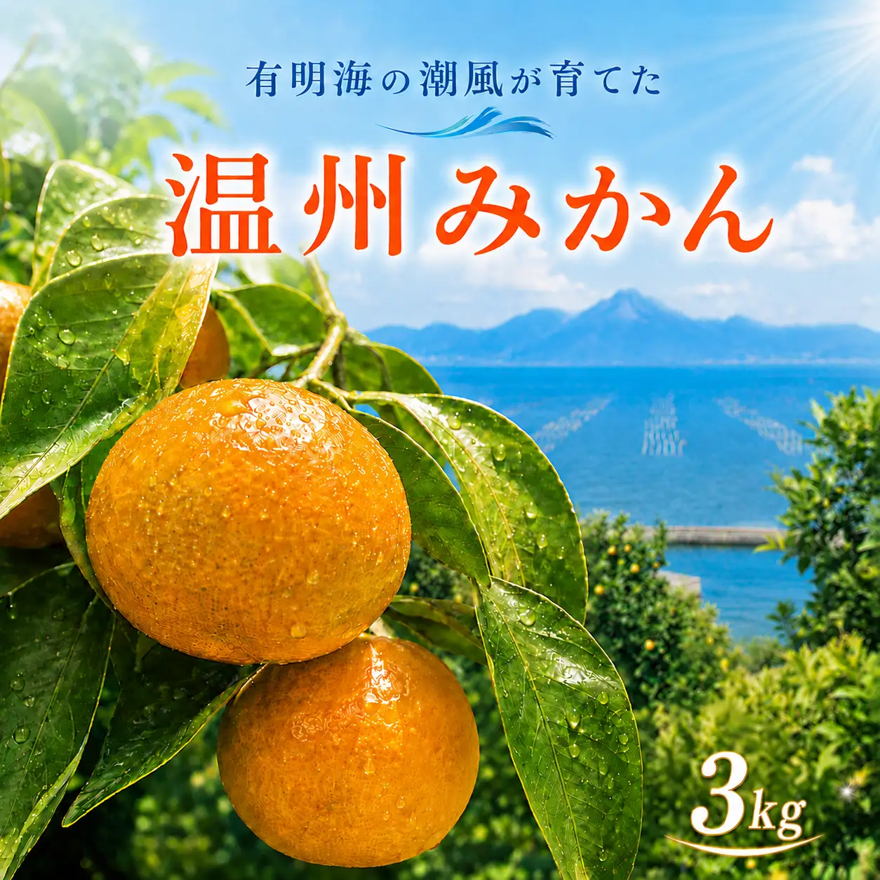 熊本県産 温州みかん 約3kg | 果物 フルーツ くだもの みかん ミカン 温州ミカン 熊本県 玉名市 味采市場