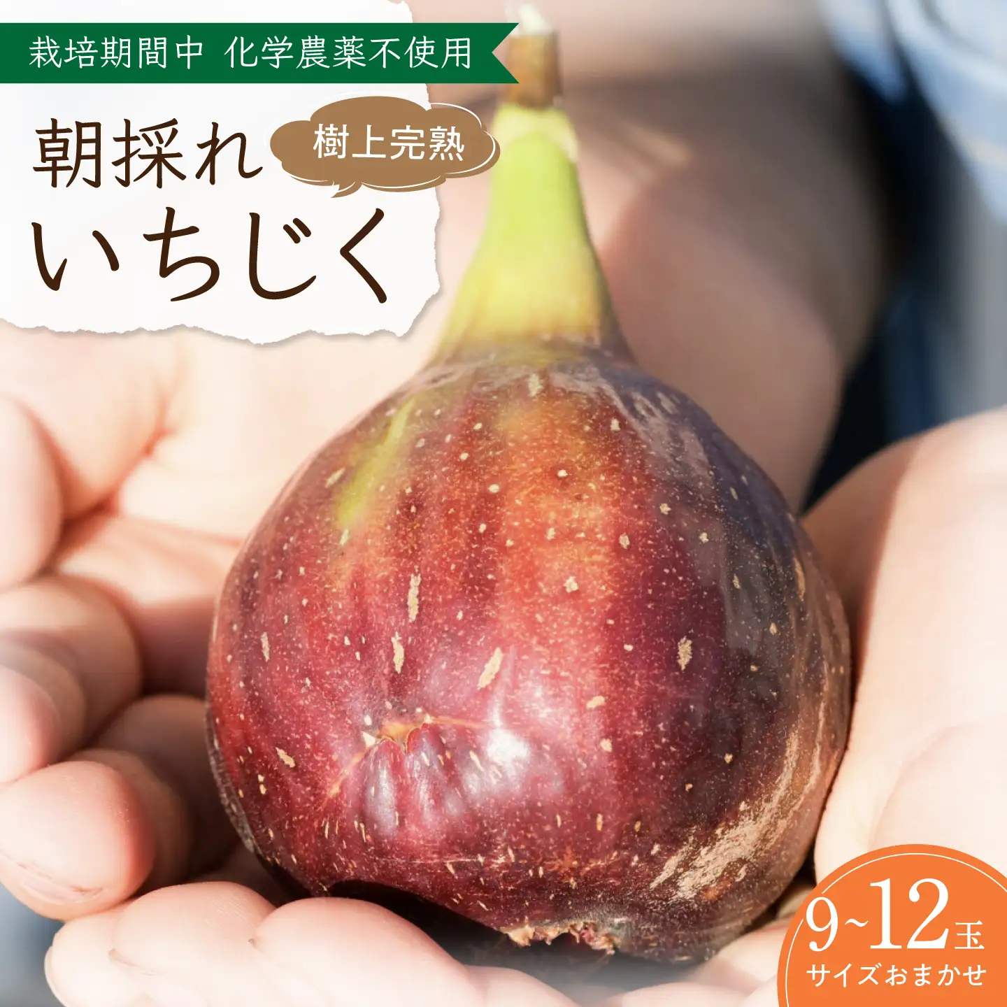 【先行予約】 完熟いちじく 9-12玉（サイズおまかせ） / いちじく フルーツ 完熟 朝採れ イチジク 岐阜市 / tete. 【配送不可地域：北海道・沖縄・離島】[ANJZ001]