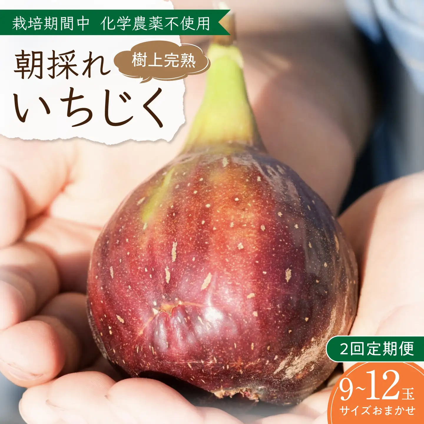 ＼申込期限は8月31日まで／【先行予約】【2回定期便】 完熟いちじく9-12玉（サイズおまかせ） / いちじく イチジク フルーツ 果物 完熟 朝採れ 岐阜市 / tete. 【配送不可地域：北海道・沖縄・離島】[ANJZ002]