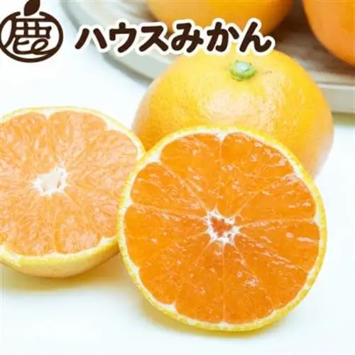 ハウスみかん2.5kg+250g(傷み補償分)【温室みかん・ハウス栽培】【有田みかん】【配送不可地域：離島・北海道・沖縄県】【1649258】