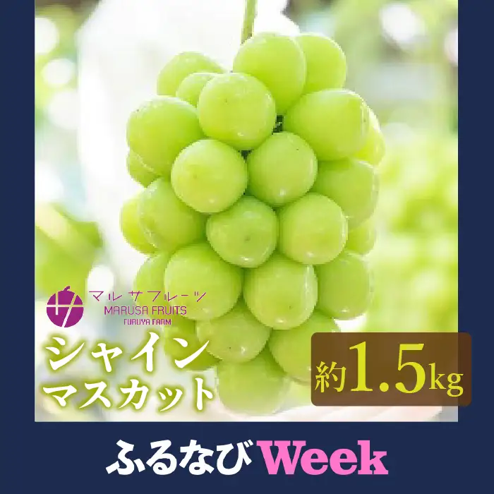 【ふるなびWEEK対象】【2026年発送★先行予約】シャインマスカット 約1.5 kg以上 大房2房山梨県笛吹市一宮産 朝採り 産地直送  088-012-26y-week11 | 大房 山梨県産シャインマスカット 完熟 高評価  