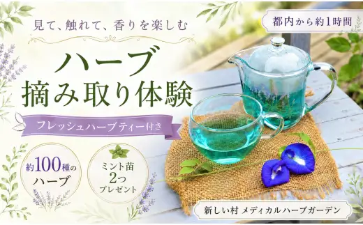 【体験型】ハーブ摘み取り体験＆ハーブティー