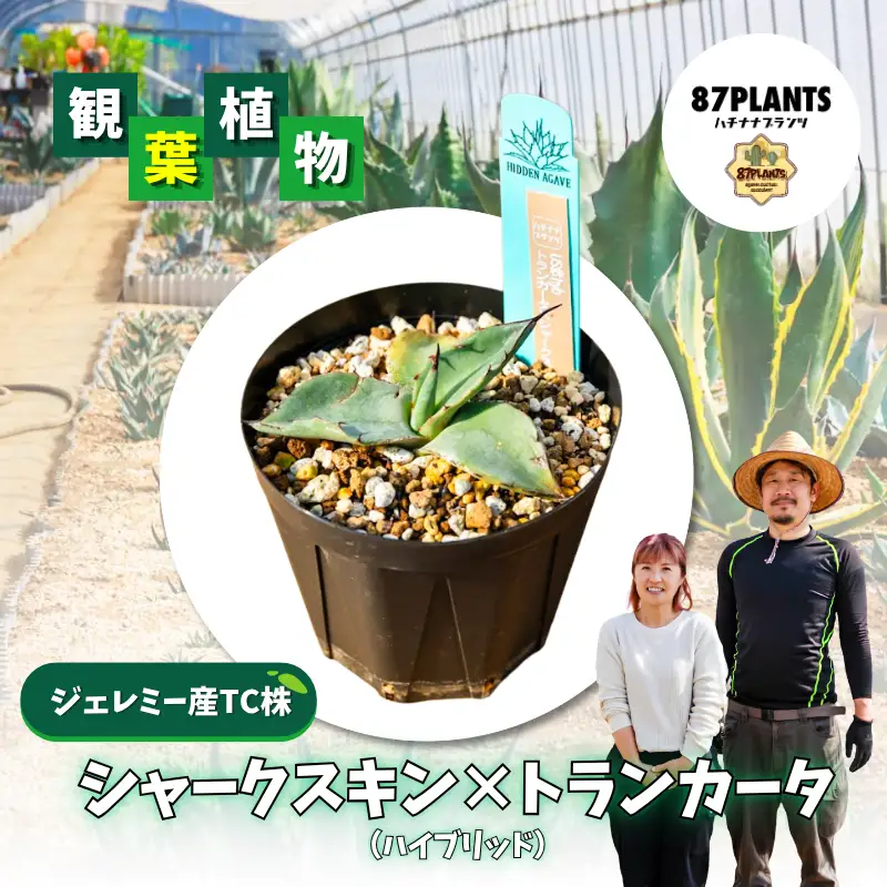 多肉植物 アガベ トランカータ×シャークスキン 園芸 ガーデニング 多肉植物