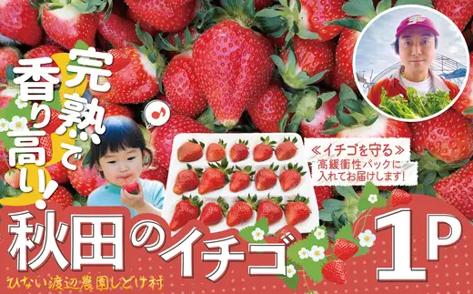完熟で香り高い！秋田のイチゴ1パック ＜揺りかごパック＞　 45P3407【ひない渡辺農園しどけ村】