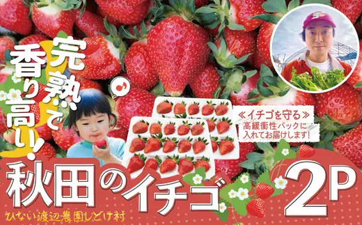 完熟で香り高い！秋田のイチゴ 2パック ＜揺りかごパック＞　 90P3403【ひない渡辺農園しどけ村】