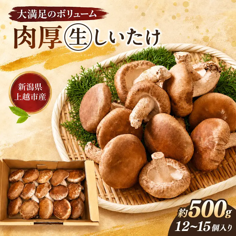 【先行予約】生しいたけ Lサイズ 約500g 秋山農場 しいたけ
