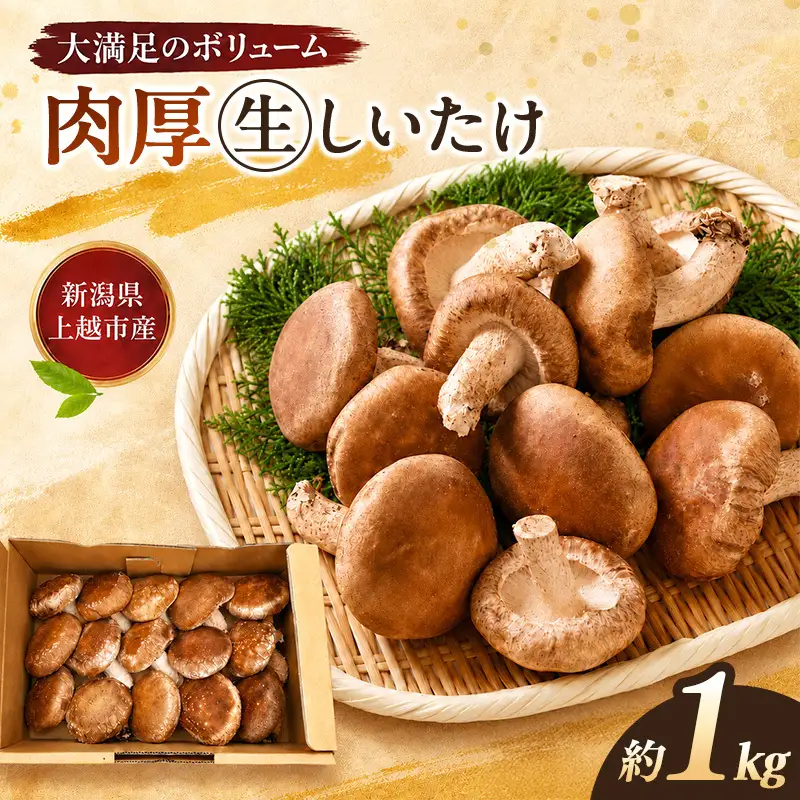 【先行予約】生しいたけ Lサイズ 計約1kg 秋山農場 しいたけ