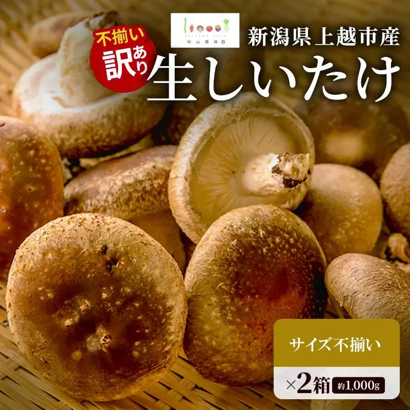 不揃い 訳あり 新潟県上越市産 肉厚 生しいたけ シイタケ 椎茸 約500g ×2箱（計約1kg） 秋山農場グリーンプロジェクト
