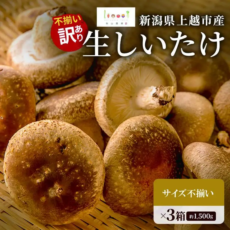 不揃い 訳あり 肉厚 新潟県上越市産 生しいたけ シイタケ 椎茸 約500g ×3箱（計約1.5kg） 秋山農場グリーンプロジェクト
