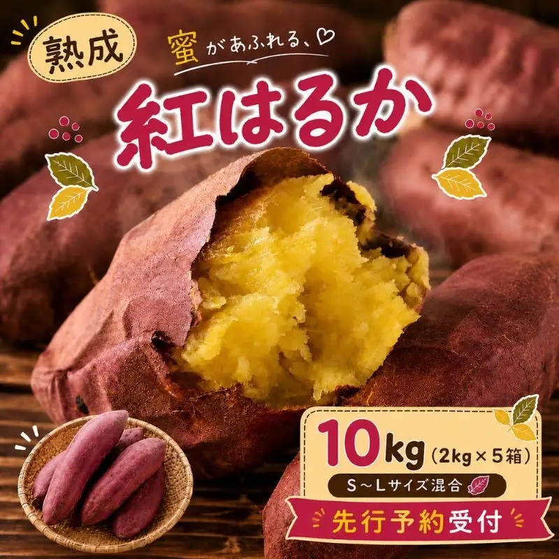【先行予約】紅はるか さつまいも 約10kg 秋山農場 さつまいも