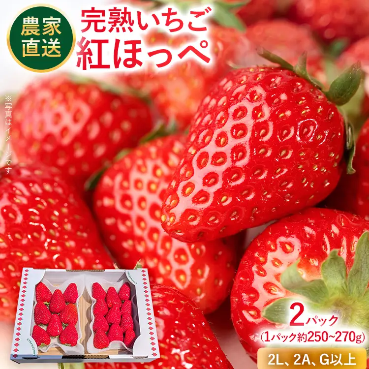 いちご   農家直送完熟いちご 紅ほっぺ 2パック 【2027年2月上旬～4月末頃に順次発送】 いちご  