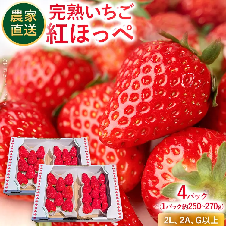 いちご   農家直送完熟いちご 紅ほっぺ 4パック 【2027年2月上旬～4月末頃に順次発送】 いちご  