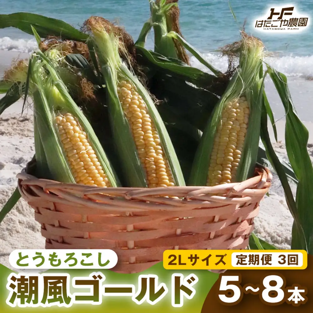 ［2027年発送 先行予約 夏の味覚］［定期便・全3回］潮風ゴールド 2Lサイズ 5～8本 1セット とうもろこし トウモロコシ ゴールドラッシュ 黄色 スイートコーン 茹でとうもろこし BBQ 焼き肉 白浜町