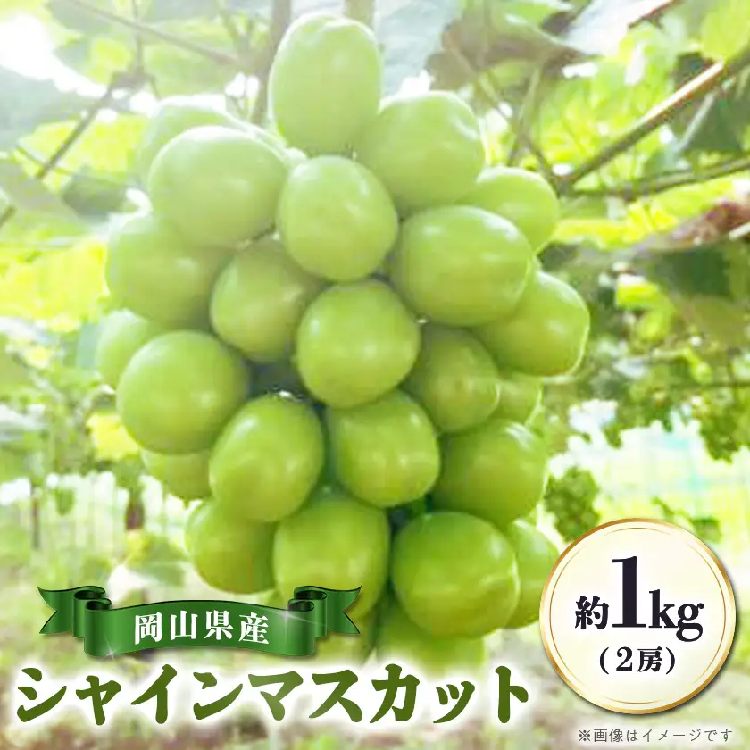 【先行受付|9月上旬頃より順次発送】岡山県産『シャインマスカット』　約1kg(2房)【配送不可地域：離島・北海道・沖縄県】【1726918】