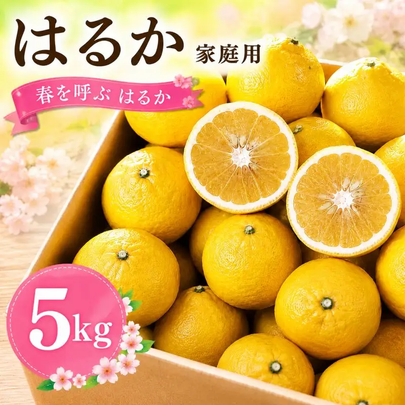 【2027年2月頃から順次発送】春を呼ぶ はるか 家庭用 5kg | みかん 柑橘 果物  愛媛みかん 松山みかん 農家直送 家庭用 柑橘 愛媛 松山 北条 果物 フルーツ 産地直送 みかん 農園直送【HMN015】