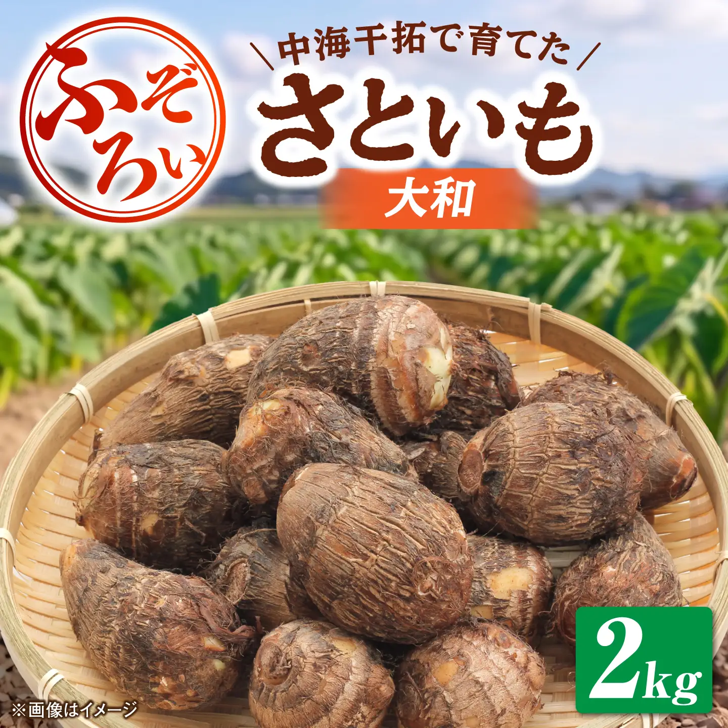 【先行予約】【2026年11月上旬順次発送】【不揃い】島根県GAP認証 さといも2kg 島根県松江市/フジキコーポレーション株式会社[ALDS028]