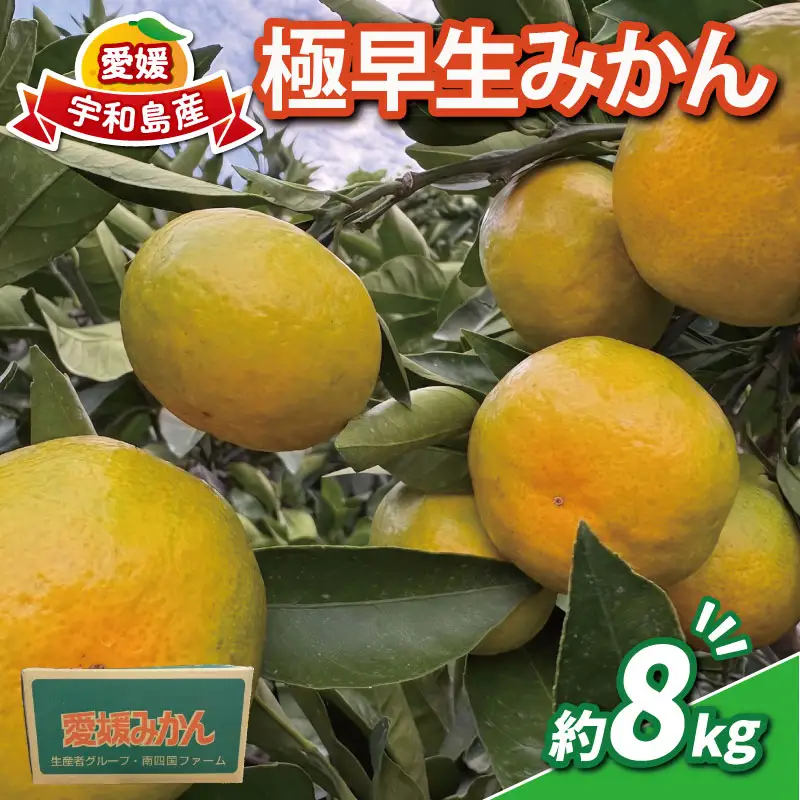 【9月～10月発送予定】みかん 極早生みかん 南四国ファーム 8kg 先行予約 愛媛みかん ミカン 温州みかん 温州 さっぱり 爽やか 酸味 果物 くだもの フルーツ 柑橘 mikan 蜜柑 愛媛蜜柑 愛媛みかん サイズ 不揃い 産地直送 数量限定 国産 愛媛 宇和島 B010-035021