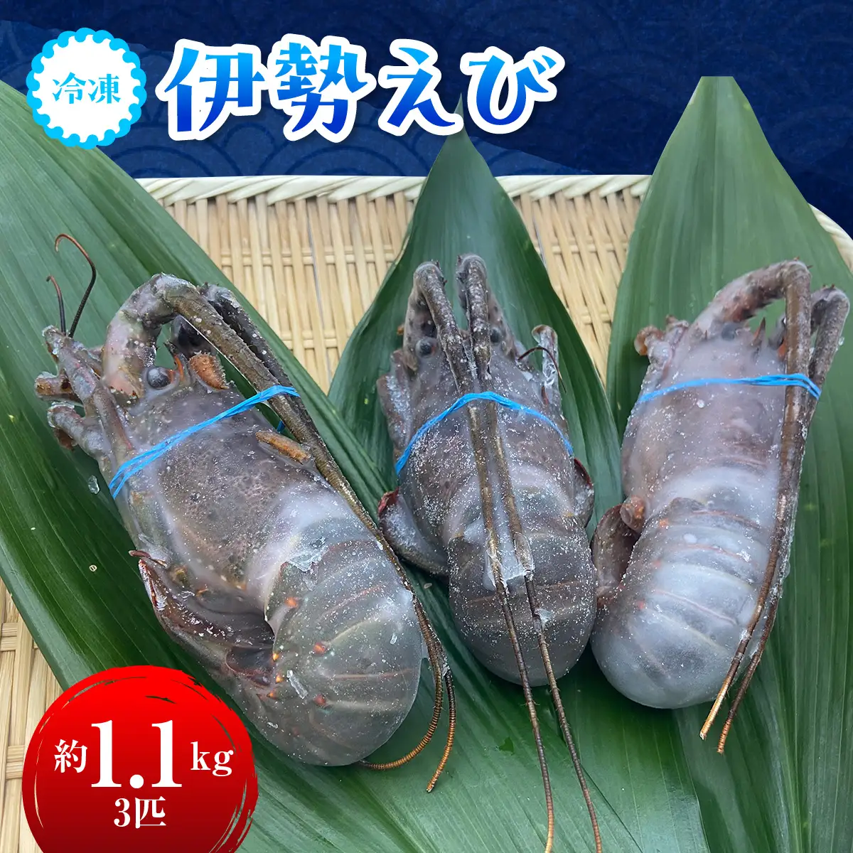 C114 冷凍伊勢えび１.１kg(300～400g×３匹入) ONJA037