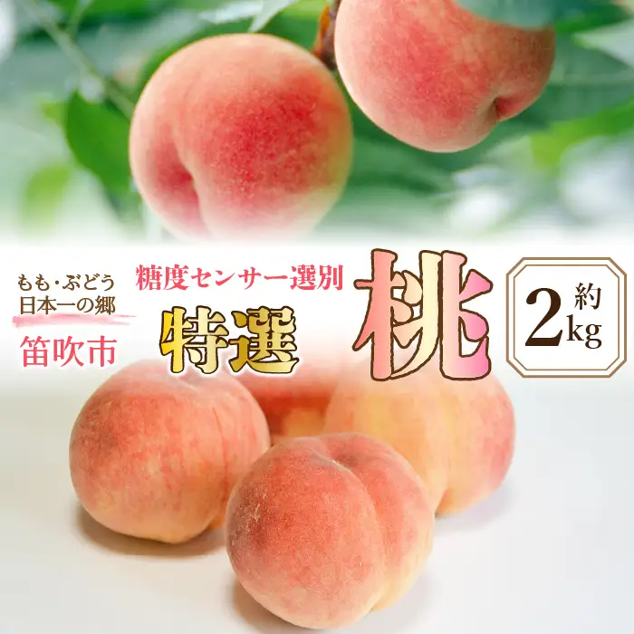 【2026年発送★先行予約】糖度センサー選別【特選】桃6‐8個　約2.0ｋｇ 016-011-26y