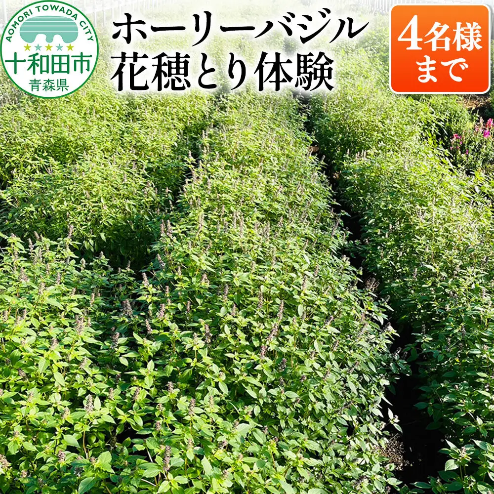 ホーリーバジル花穂とり体験（4名様まで）青森県十和田市