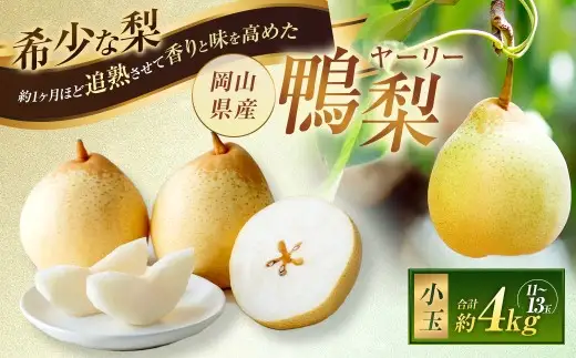 鴨梨 （ ヤーリー ） 小玉 11 ～ 13玉 合計約4kg 化粧箱 梨 なし ナシ くだもの 果物 フルーツ 果実 国産 岡山県産 希少 希少梨 贈り物 贈答品 プレゼント 【2026年11月下旬～12月下旬発送予定】