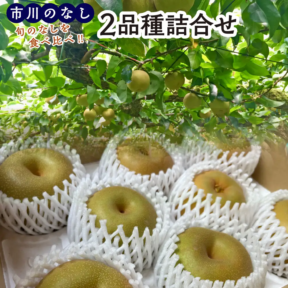 市川のなし「2品種詰め合わせ」　3kg（5～9玉）　【12203-0441】