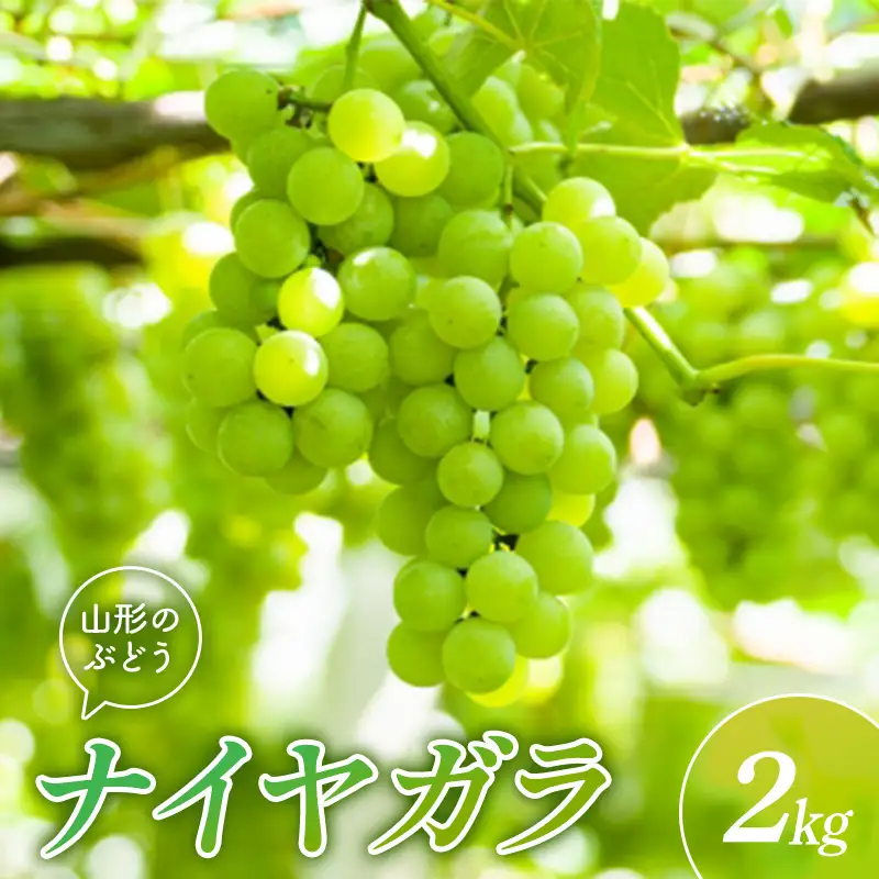 山形県産ぶどう ナイヤガラ 2kg FSY-2893