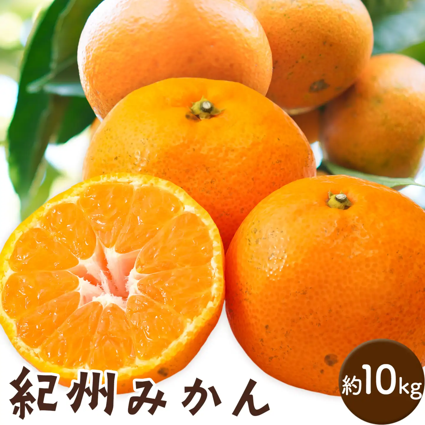 紀州みかん 約10kg ときわオンライン