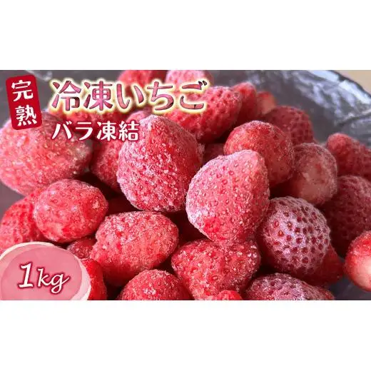 冷凍いちご 1kg バラ凍結 真空パック 栽培期間中農薬不使用 ヘタ取り済み 低温急速冷凍 いちご本来の甘さと香り フローズンストロベリー