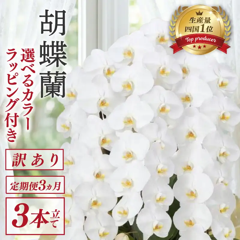【定期便3ヶ月】 【訳あり】  胡蝶蘭 3本立て 白 スタンダード 花