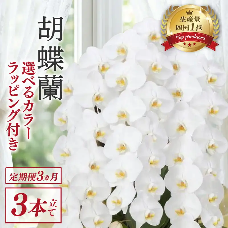 【定期便3ヶ月】 胡蝶蘭 3本立て 白 スタンダード 花