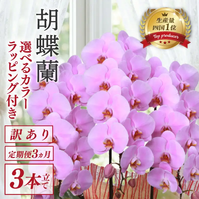 【定期便3ヶ月】 【訳あり】  胡蝶蘭 3本立て ピンク スタンダード 花