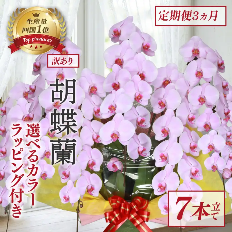 【定期便3ヶ月】 【訳あり】 胡蝶蘭 7本立て ピンク 花