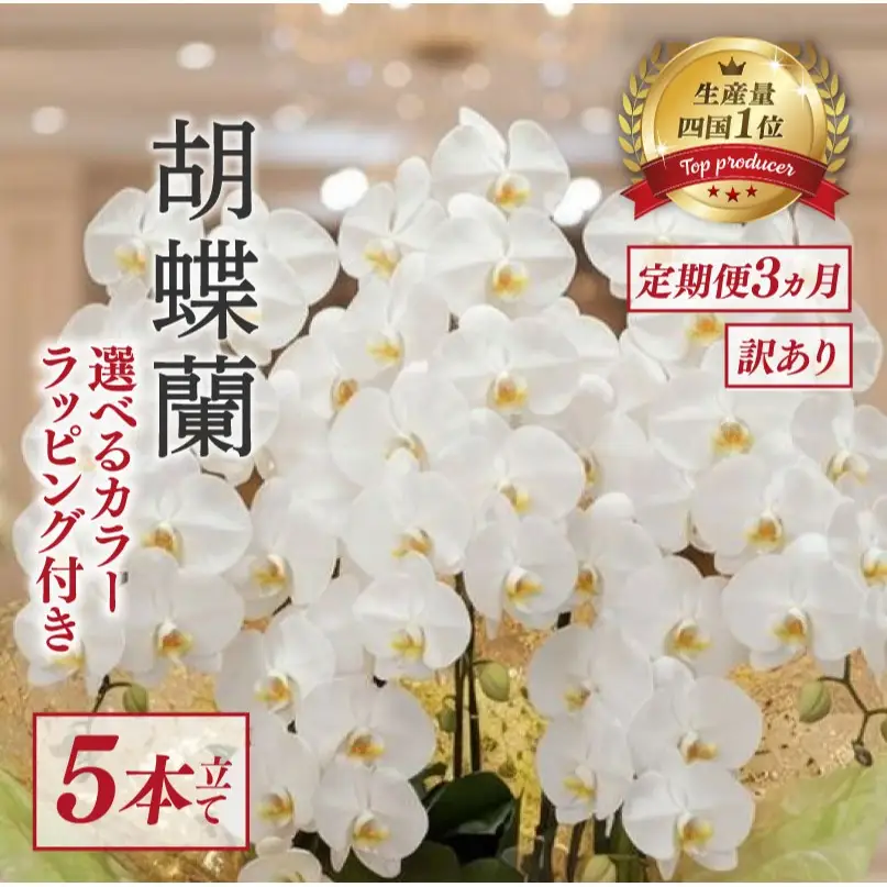 【定期便3ヶ月】 【訳あり】  胡蝶蘭 5本立て 白 スタンダード 花